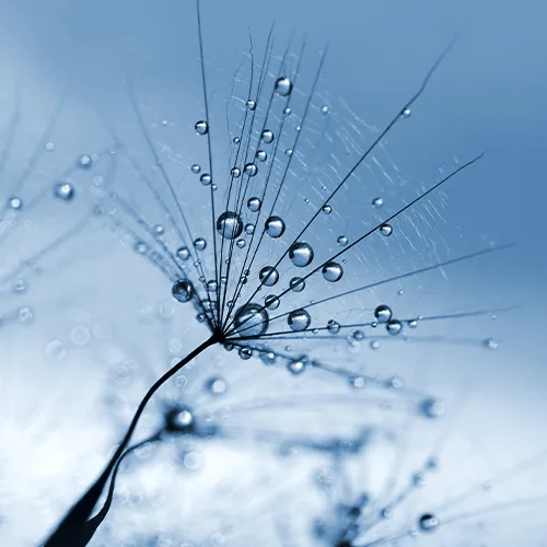 dew, moisture dew, moisture