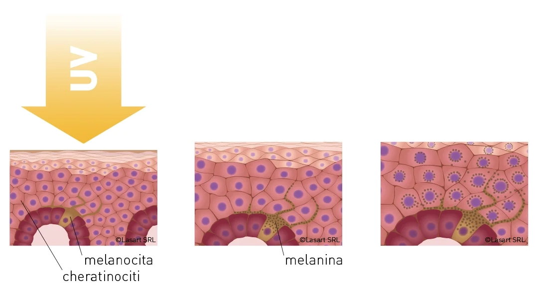Produzione di melanina 