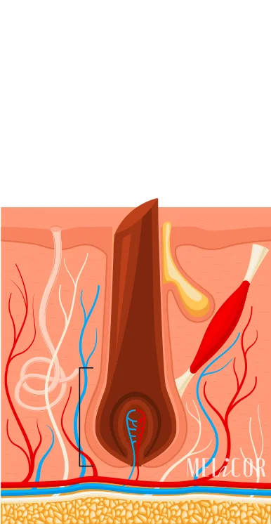 Assorbimento dell'energia laser da parte della melanina dei capelli