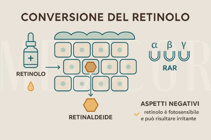 Infografica orizzontale in stile Melicor che mostra la conversione del retinolo, l'attivazione dei recettori RAR α, β, γ Conversione del retinolo con attivazione genica e effetti negativi