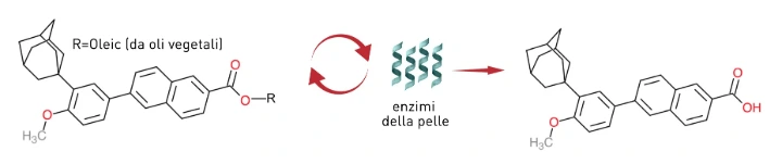 Schema della scissione enzimatica dell’adapalene esterificato con acido oleico e liberazione della forma attiva Rilascio enzimatico dell’adapalene attivo