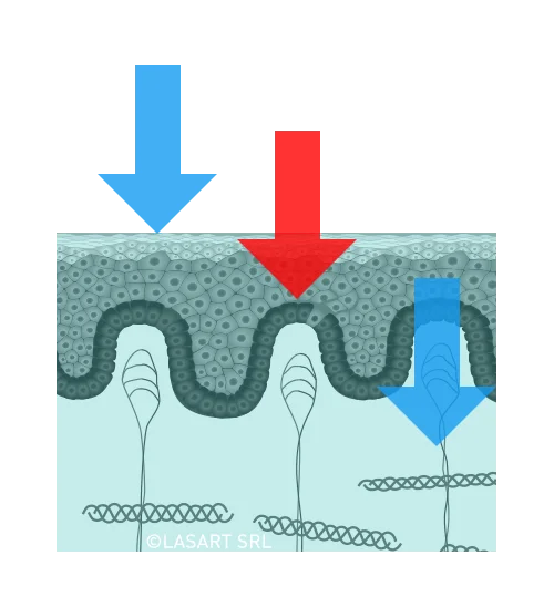 Schema della penetrazione cutanea dell'acido ialuronico in base al peso molecolare: alto, basso e oligomeri